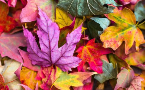 Newsletter - 8 October 2021